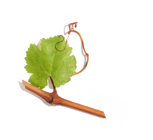 Viniferine