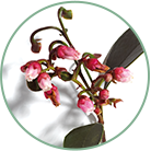 Natural salicylic acid